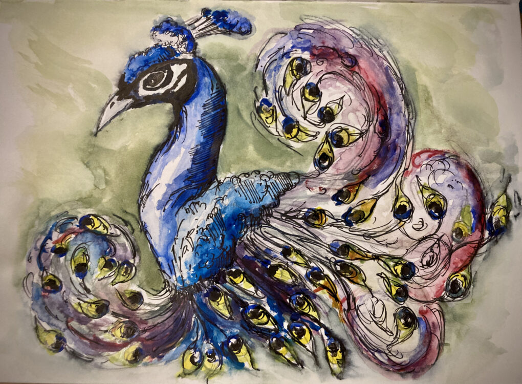 Pfau - Zeichnung mit Tusche und Aquarell von Martin Korzenski