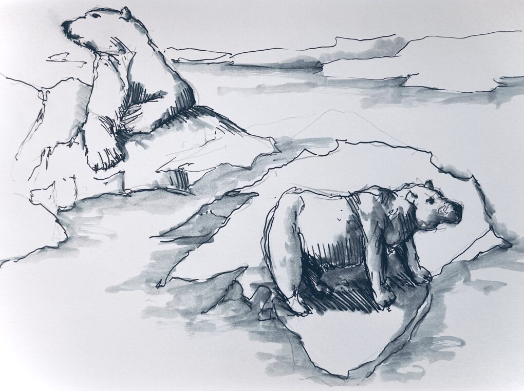 Eisbären - Zeichnung mit Bleistift und Tusche von Martin Korzenski